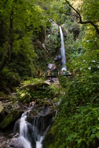 water falls in the middle of the forest