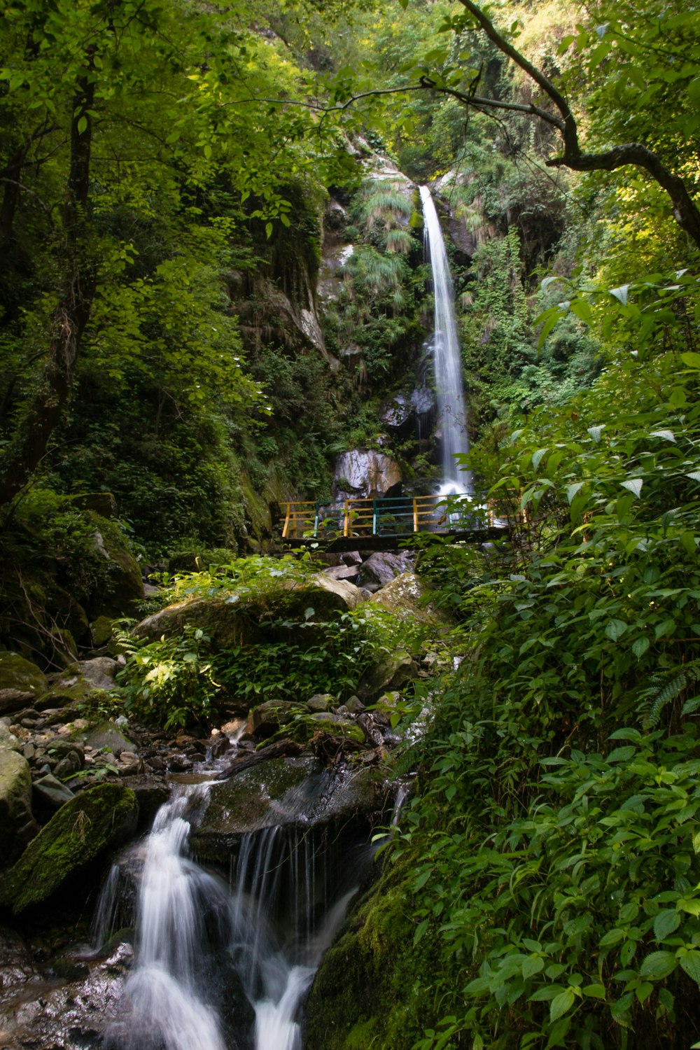 water falls in the middle of the forest