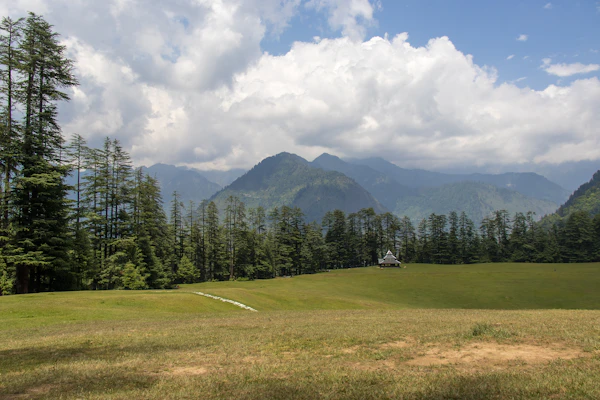 Rolling green hills and pine forest under a clear sky in the Indian Himalayas