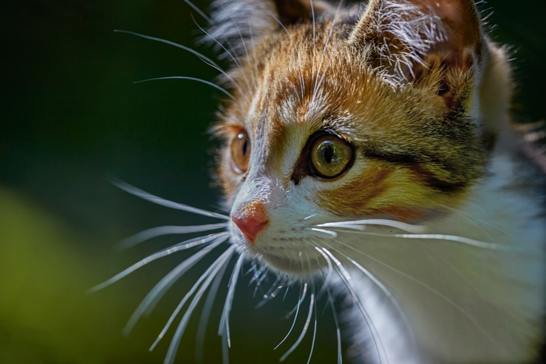 orange and white tabby cat