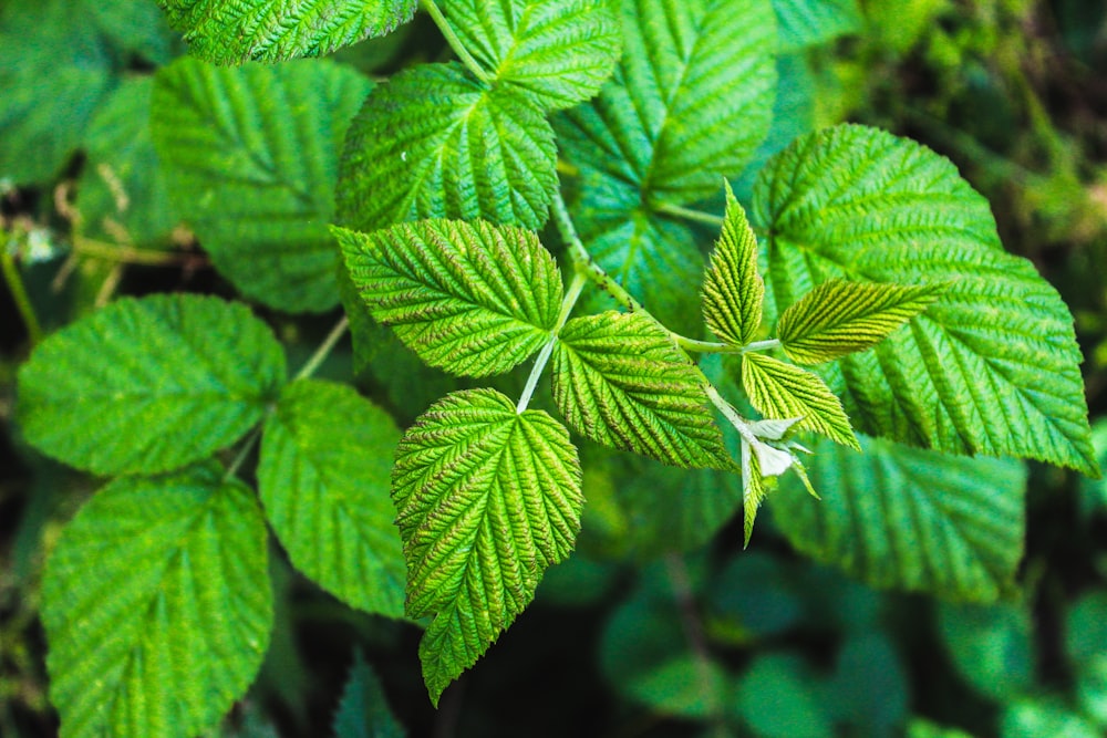 green leaf plant in close up photography