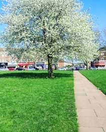 Volunteers planting saplings in a lively Karachi neighborhood park during a sunny day.