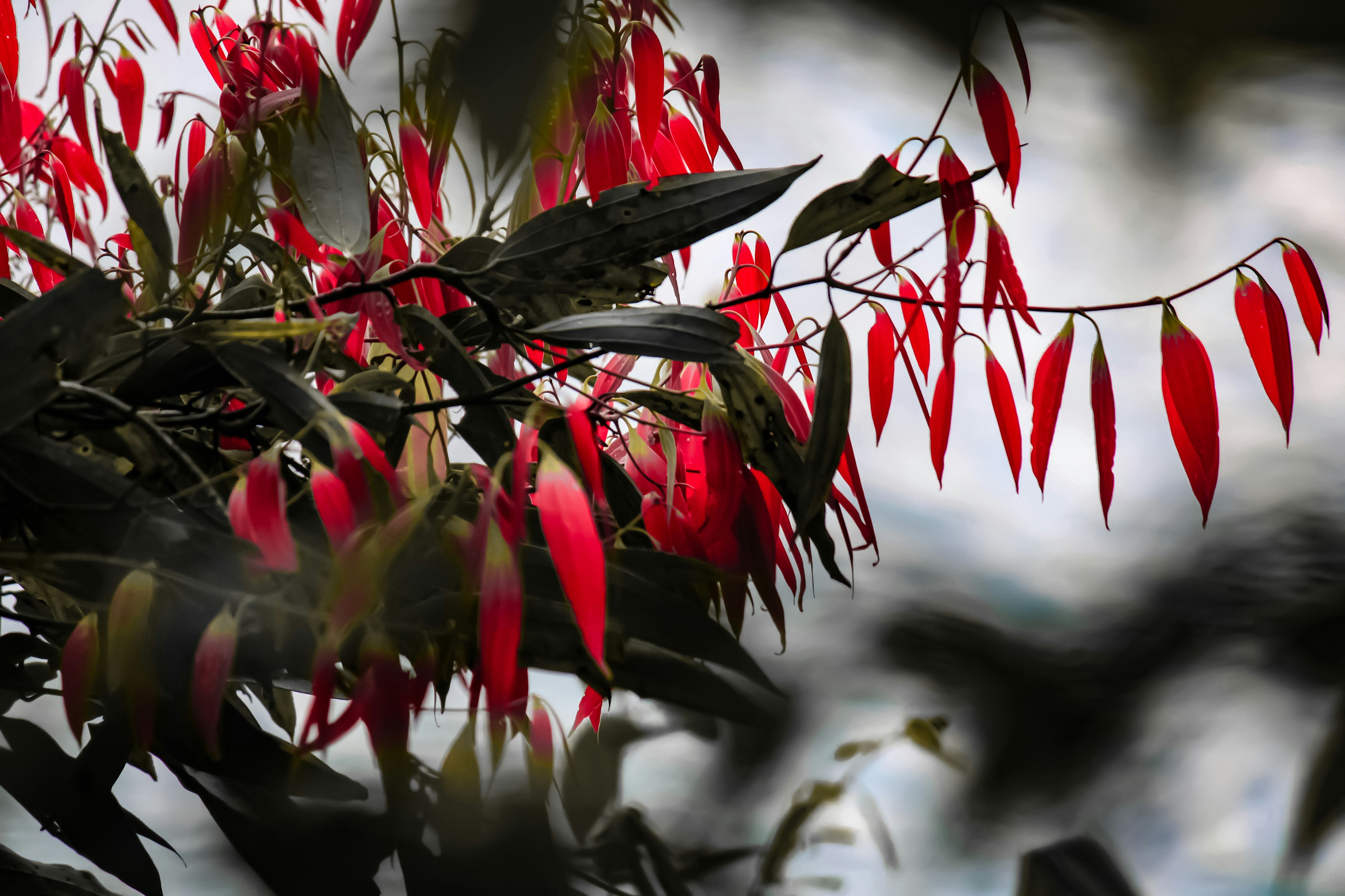 red and white flowers in tilt shift lens