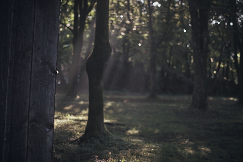 brown tree trunk on green grass field during daytime