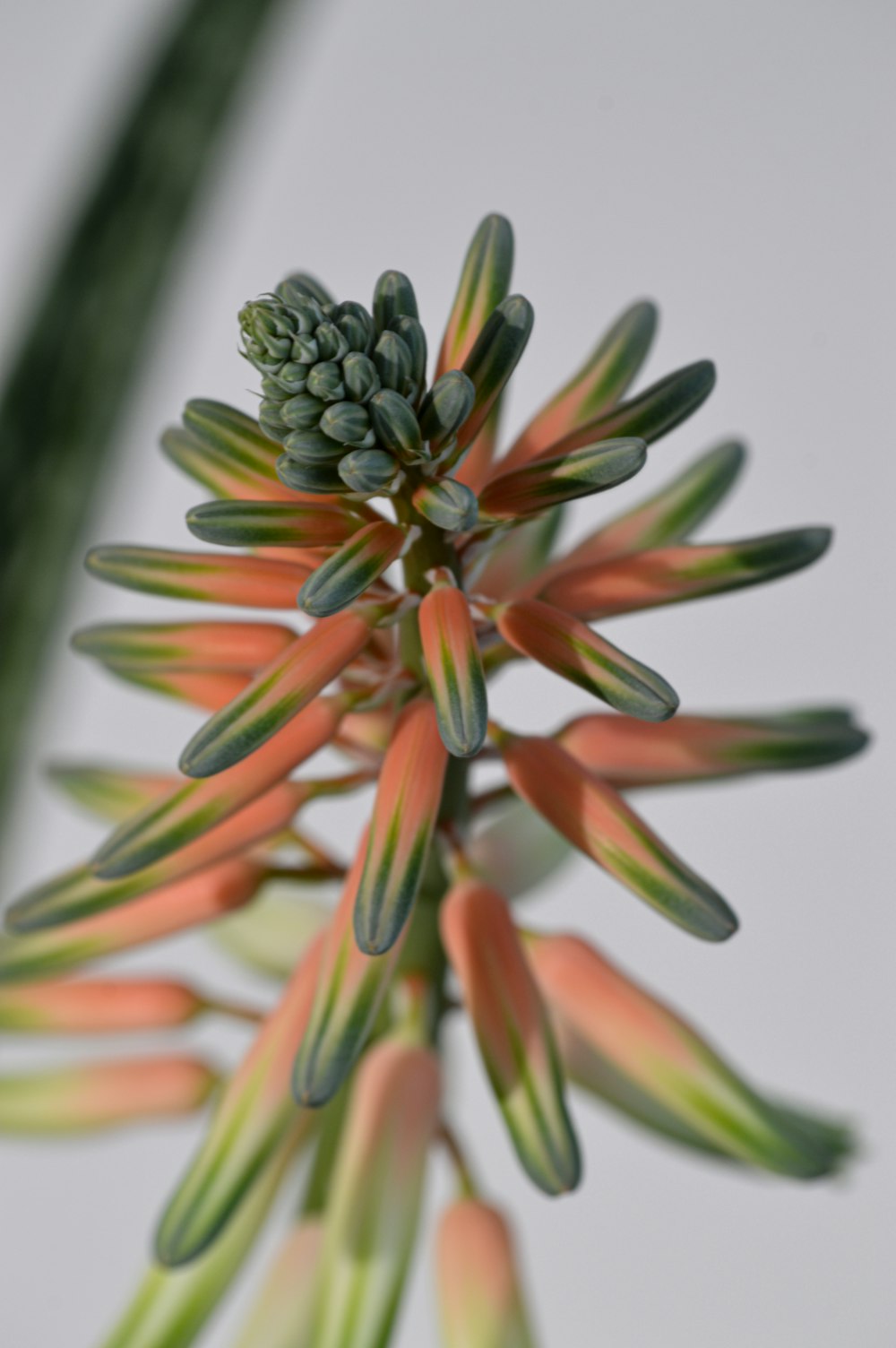 orange and green flower buds