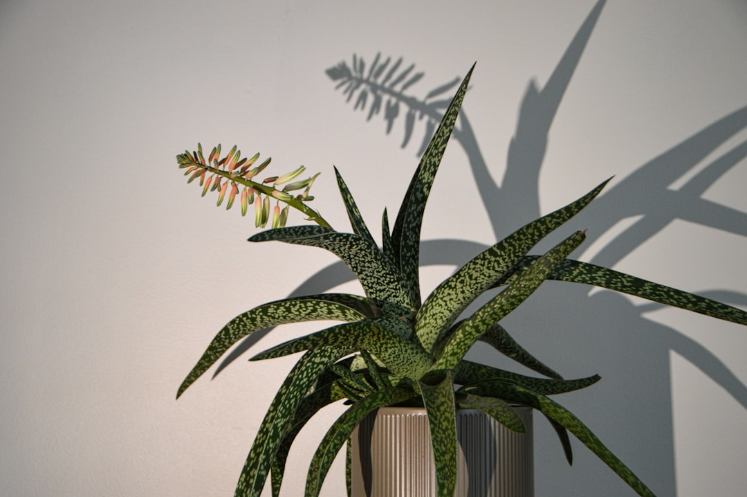 green plant on white wooden fence, aloe vera plant in flower