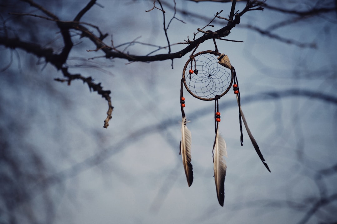 white bird on brown tree branch during daytime