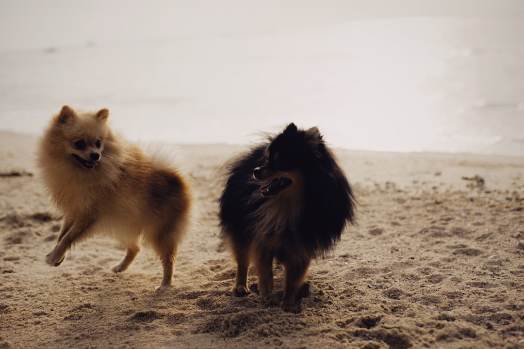 black and white pomeranian on brown sand during daytime