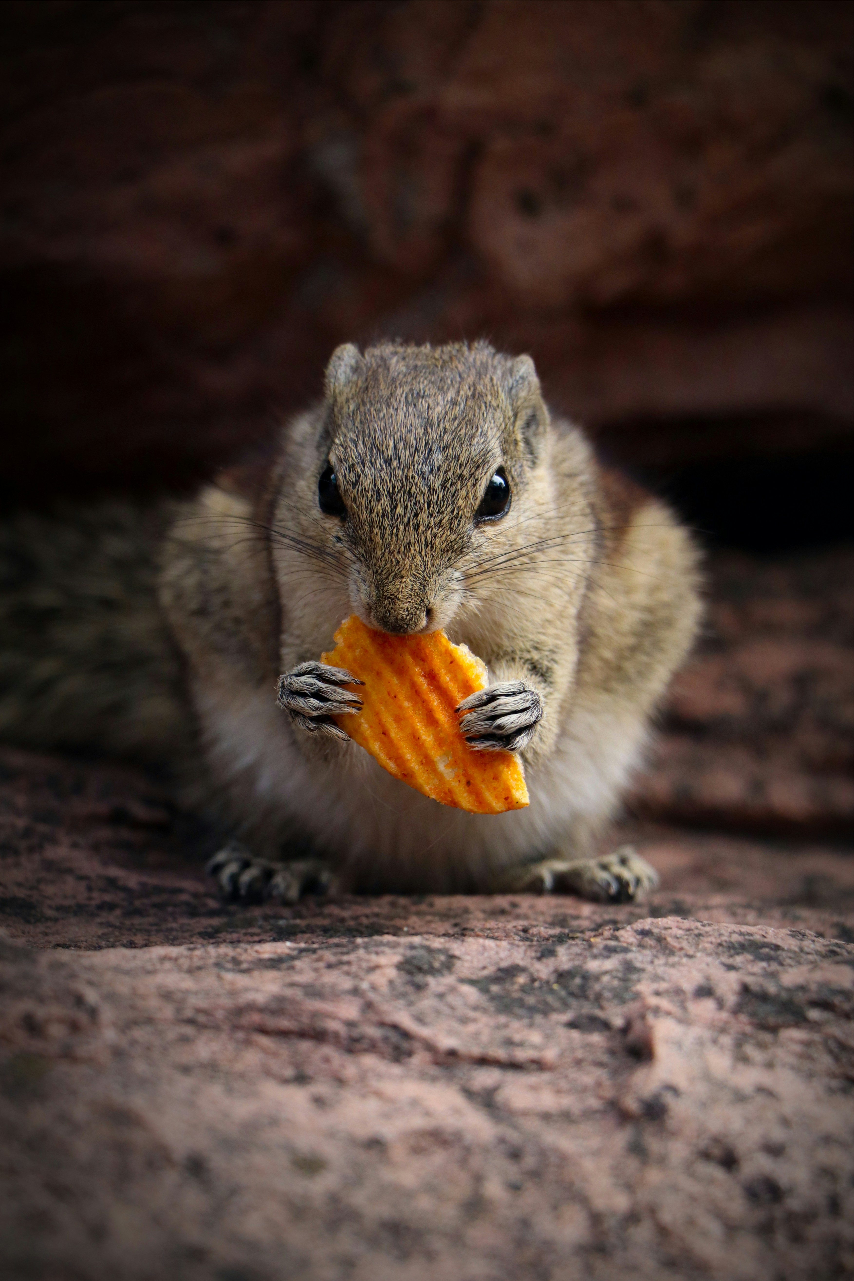 brown squirrel eating orange fruit