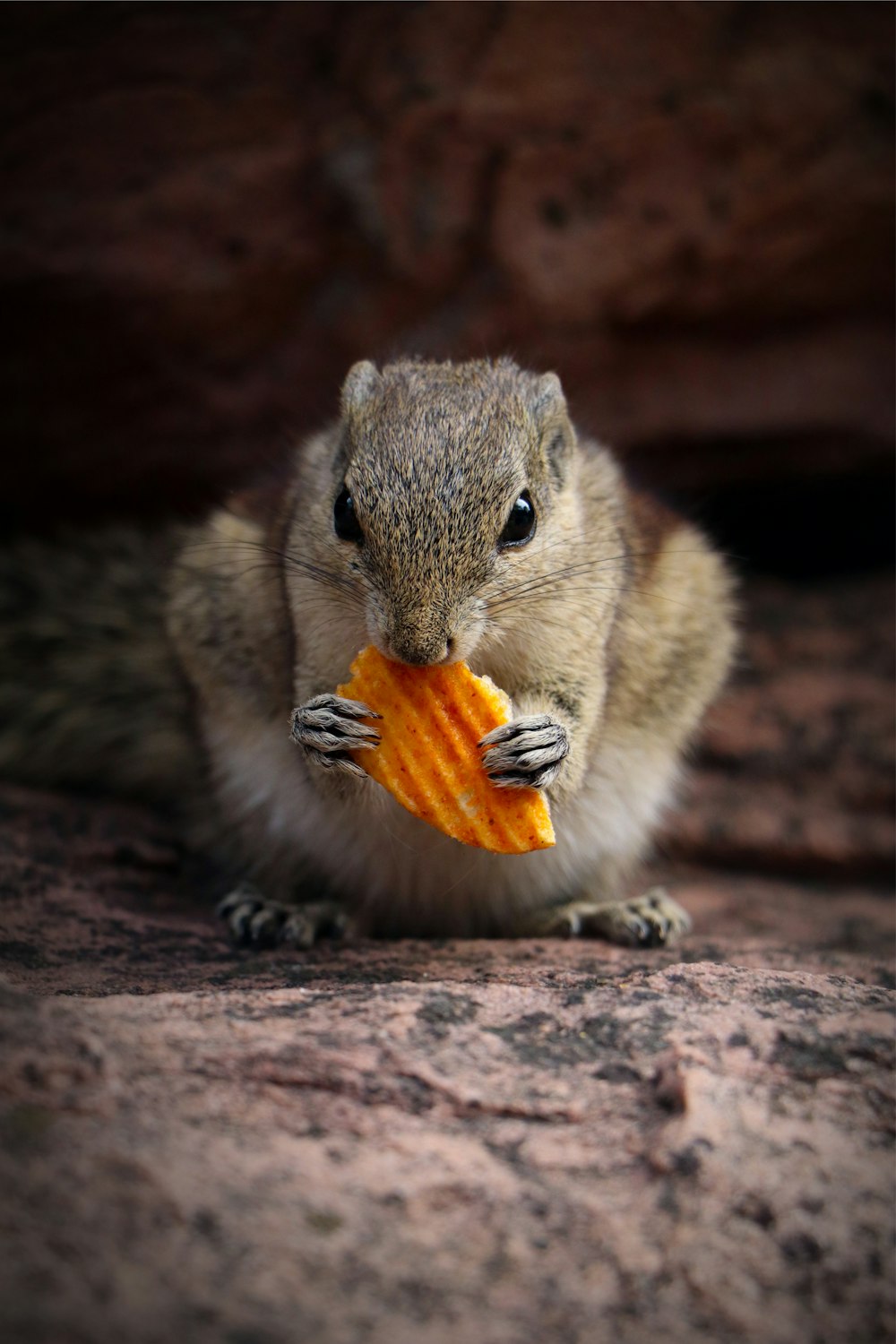 brown squirrel eating orange fruit