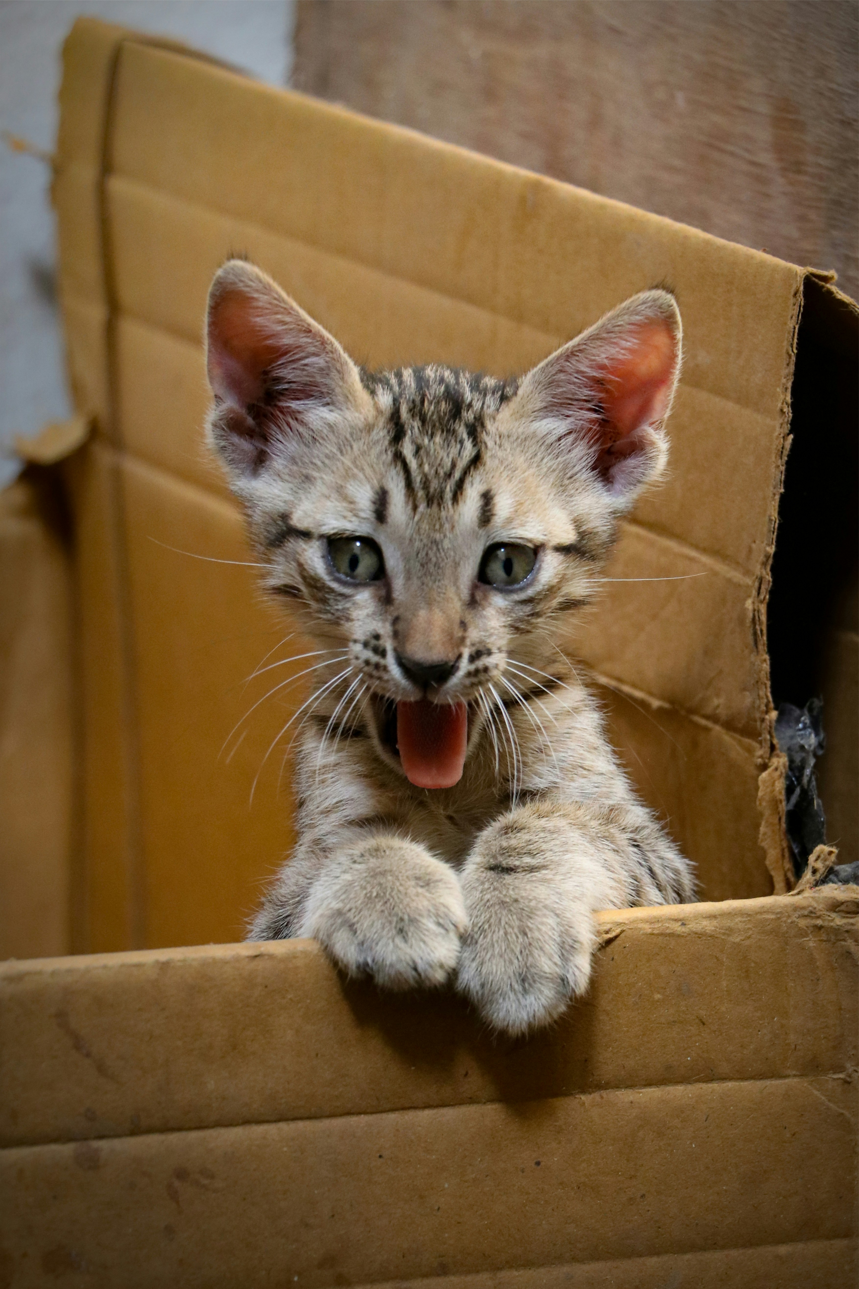 Silver tabby cat in brown cardboard box photo – Free Cat Image on Unsplash