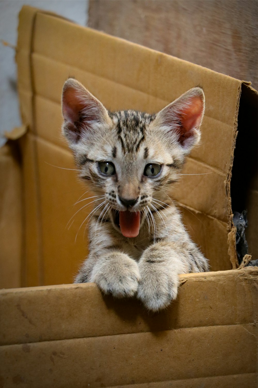 chat tigré argenté dans une boîte en carton marron