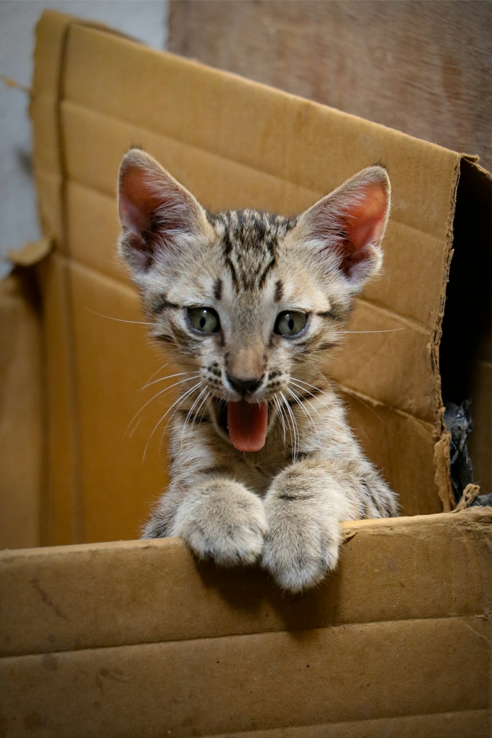 silver tabby cat in brown cardboard box