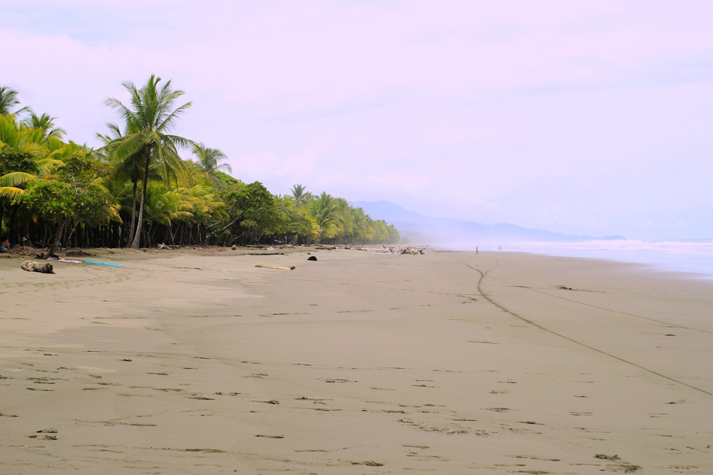 people on beach during daytime