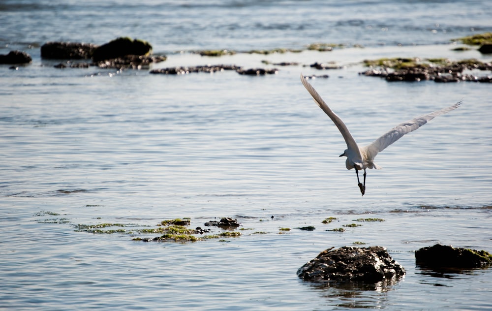 white bird flying over body of water during daytime