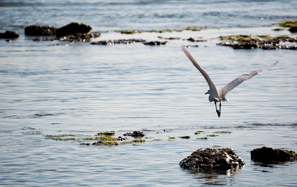 pájaro blanco volando sobre el cuerpo de agua durante el día