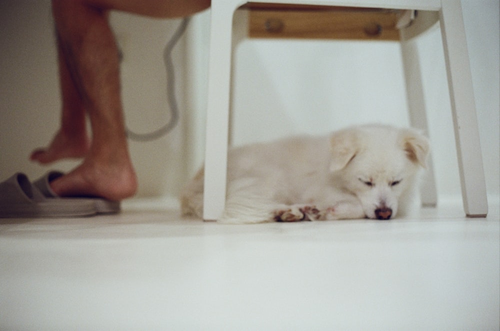 white short coated dog lying on floor
