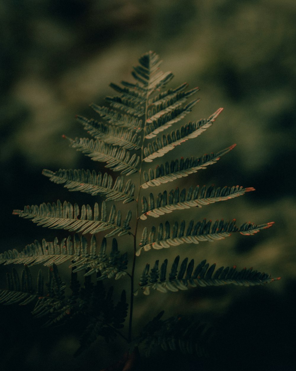 green and brown leaf plant