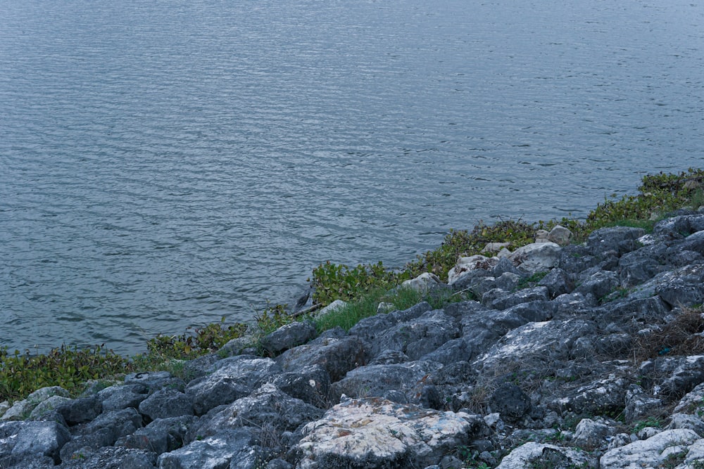 costa rocosa gris durante el día