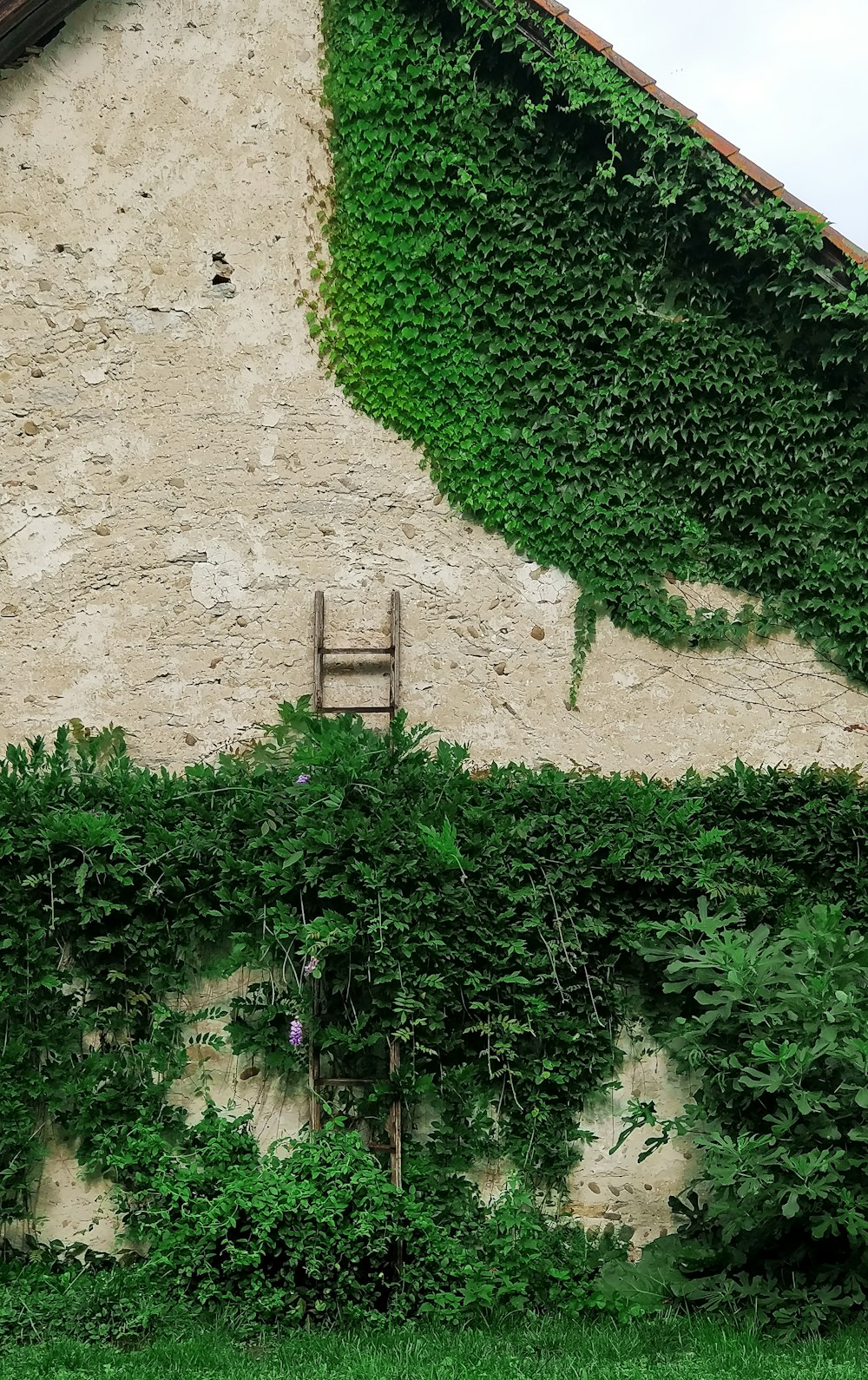 green plants on brown soil