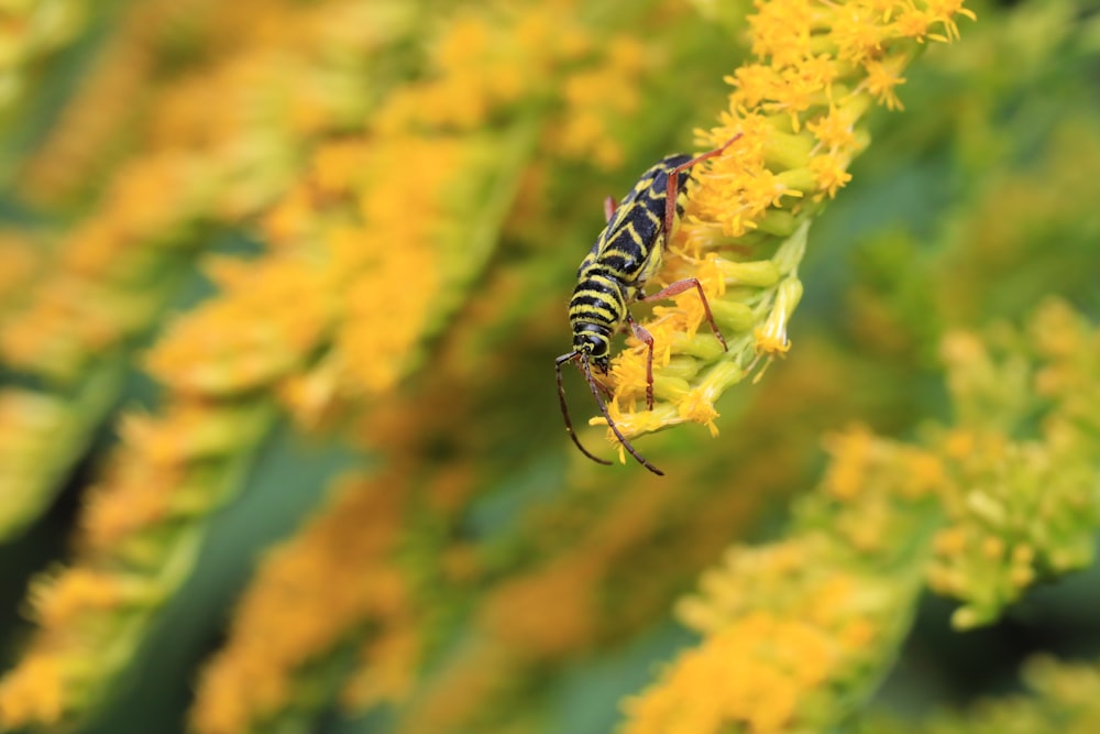 yellow and black caterpillar on yellow flower