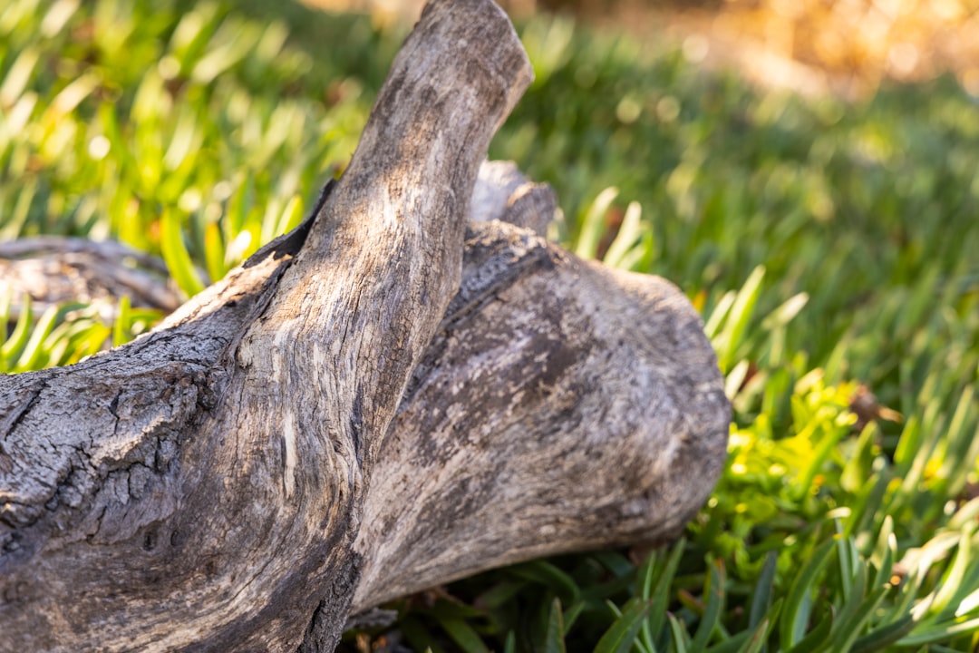 brown tree trunk on green grass during daytime