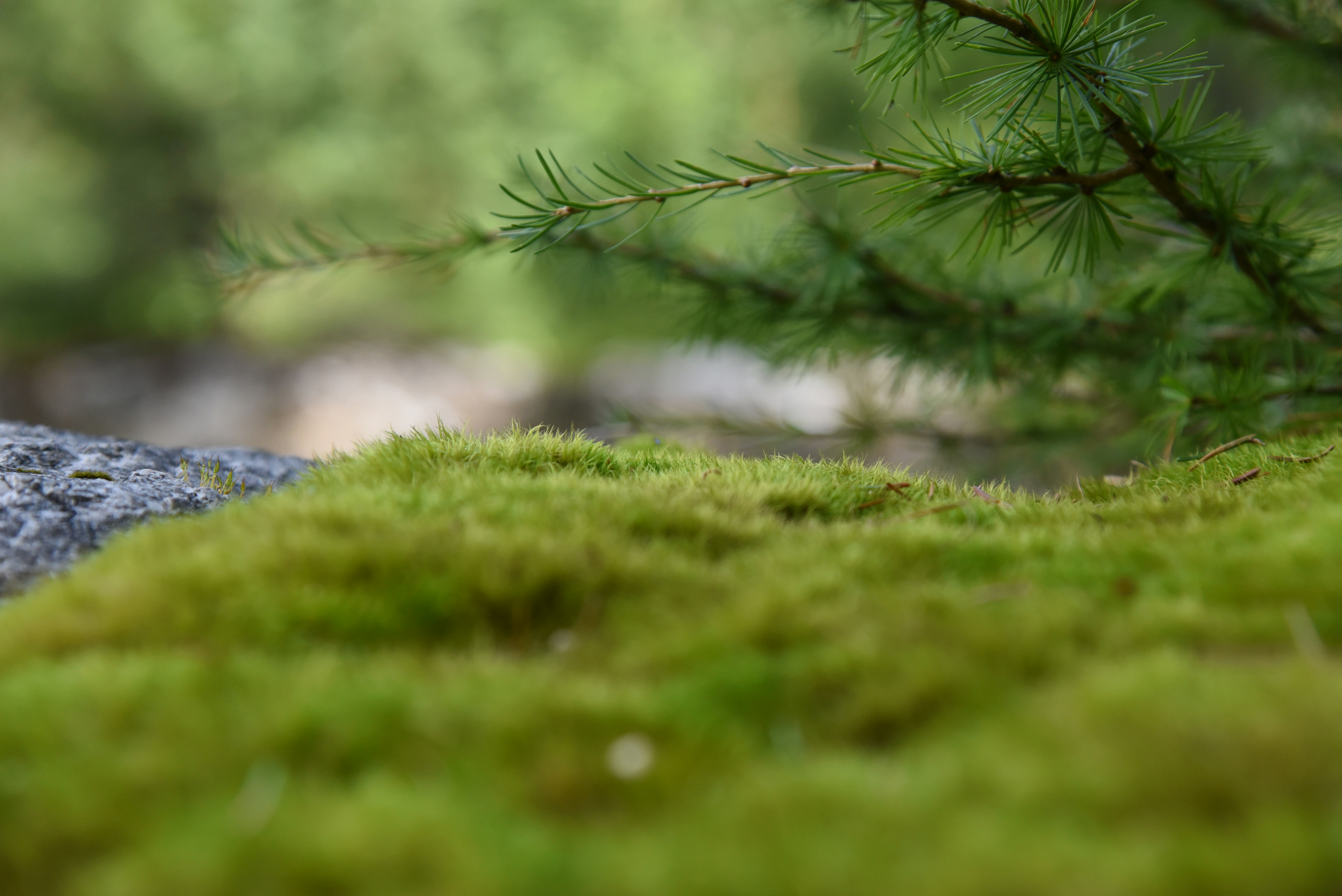 Hierba verde en la fotografía de primer plano