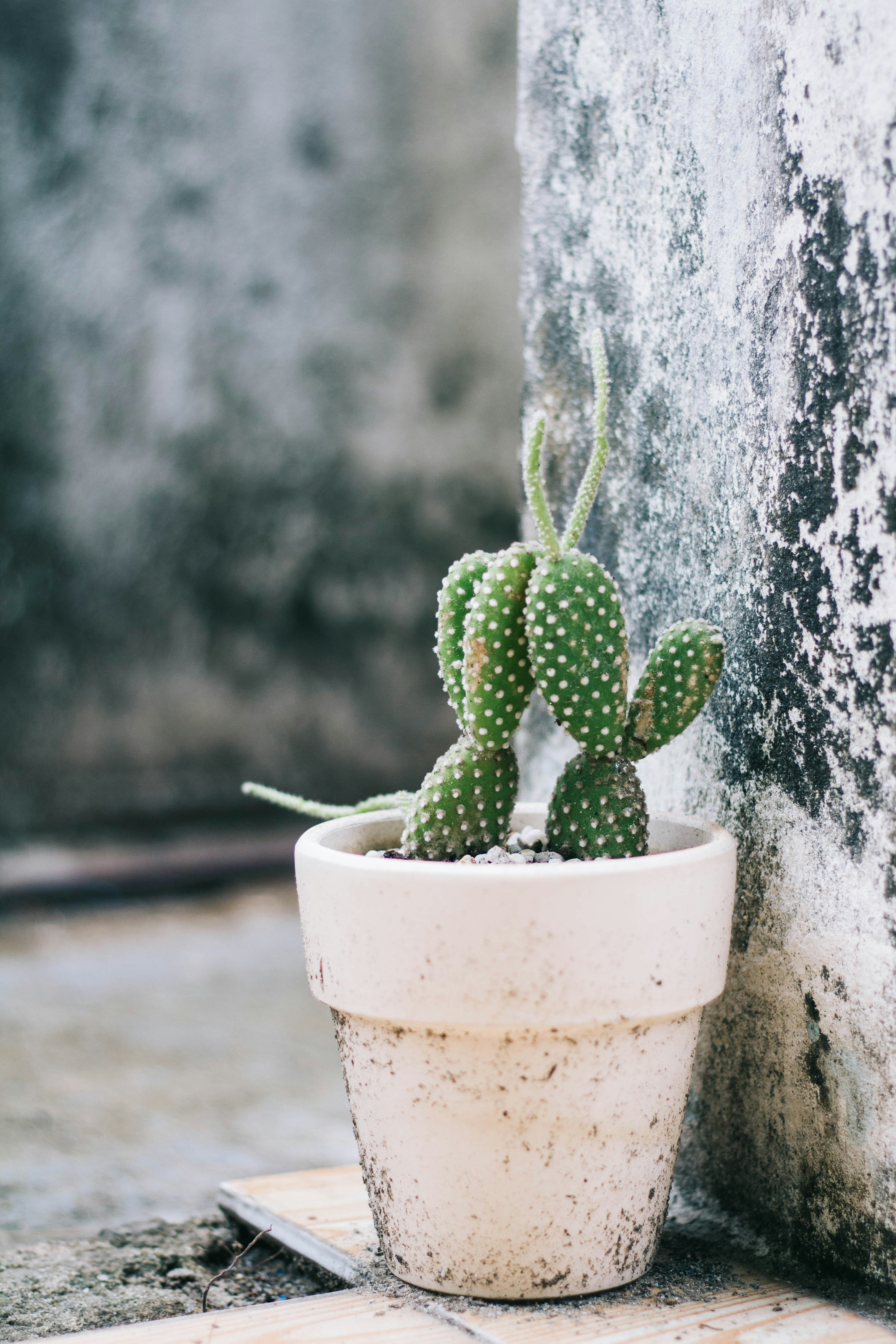 白い鉢に緑のサボテンの植物の写真 Unsplashで見つけるグレーの無料写真