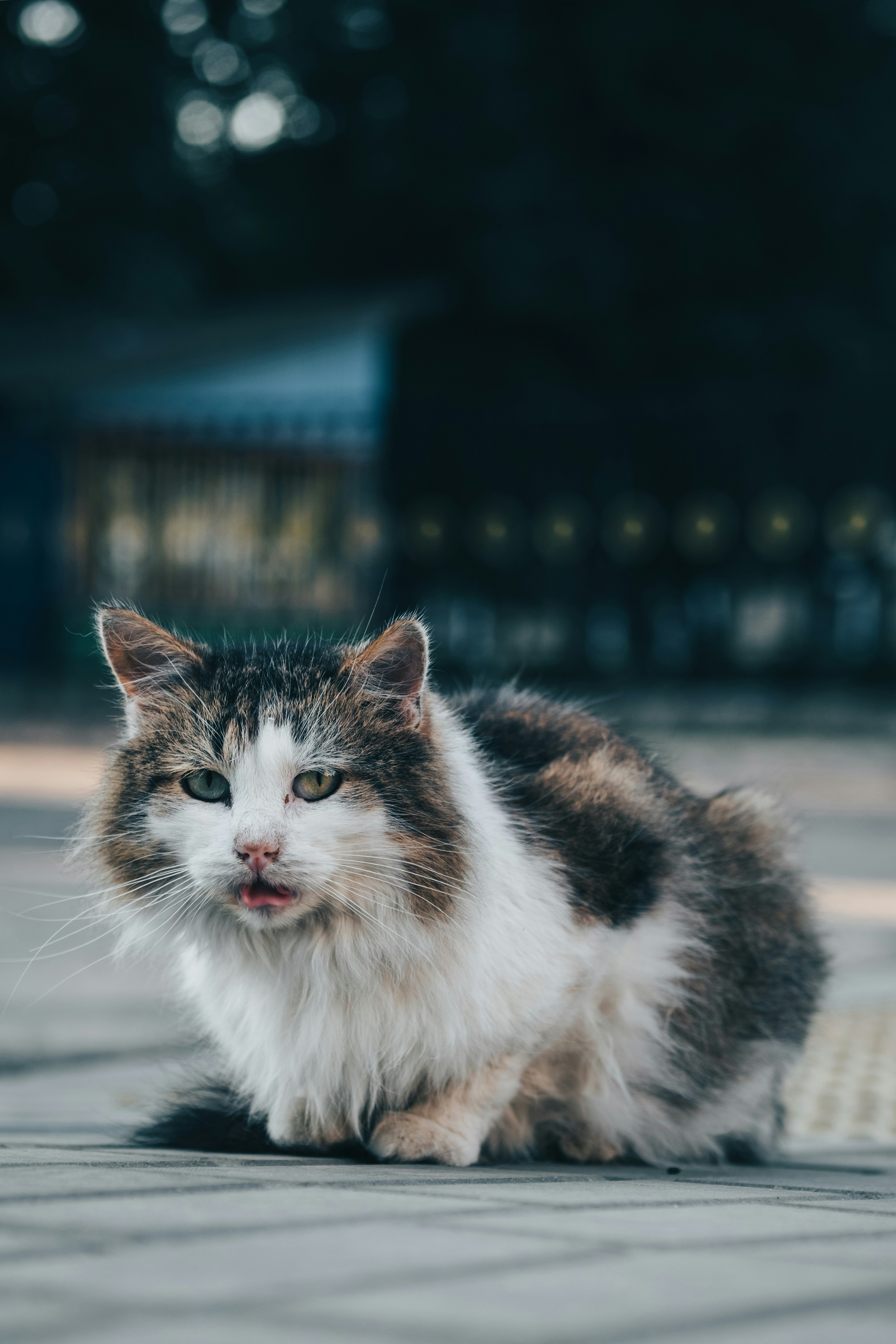 白と黒の長い毛皮の猫の写真 Unsplashで見つけるモギレフの無料写真