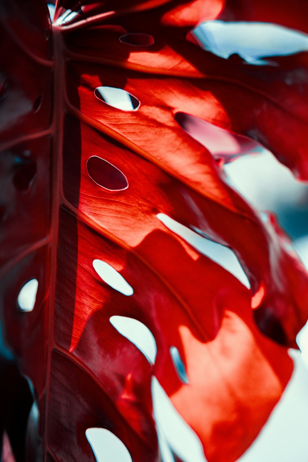 red leaf with water droplets