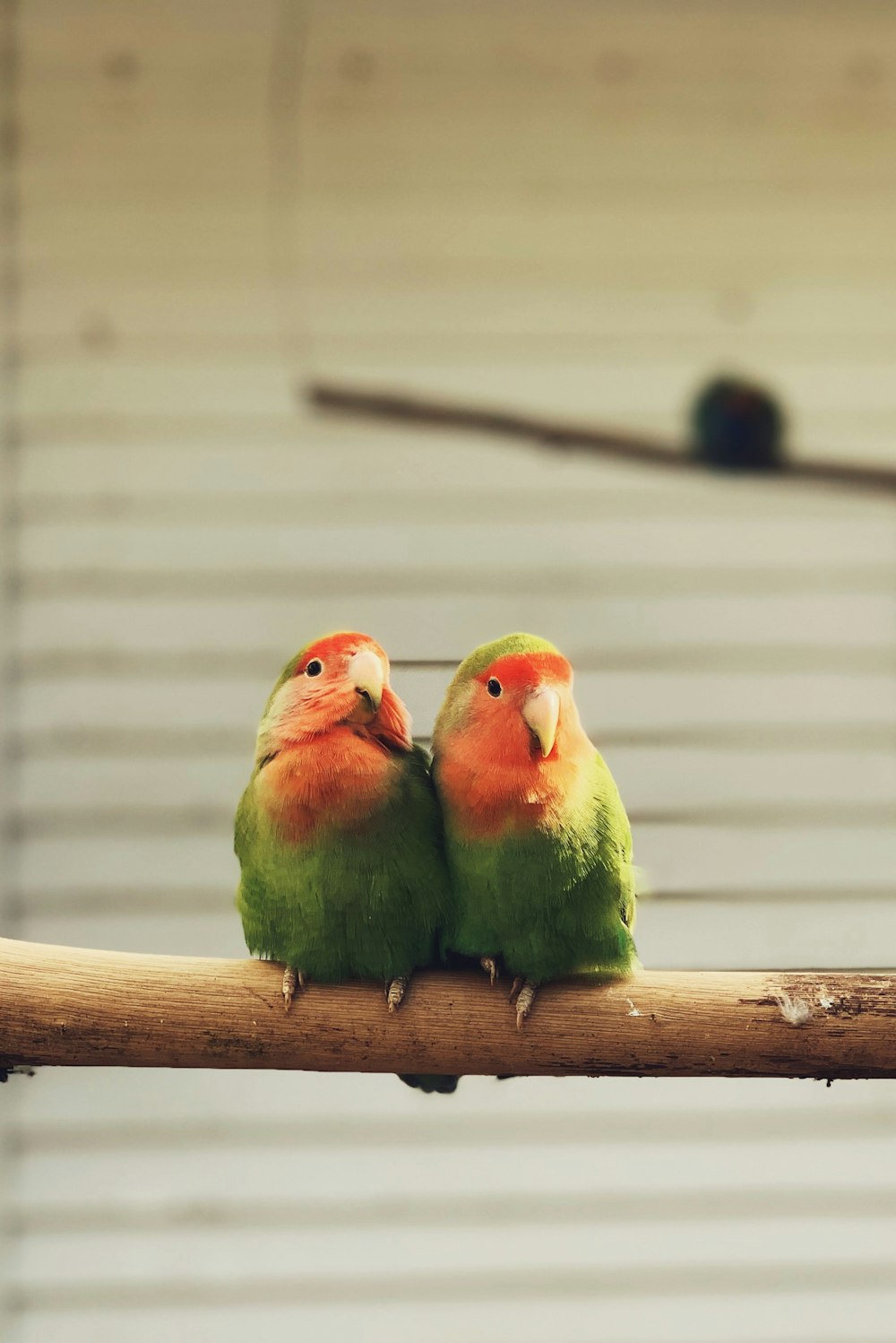 갈색 나무 막대기에 두 마리의 녹색 새