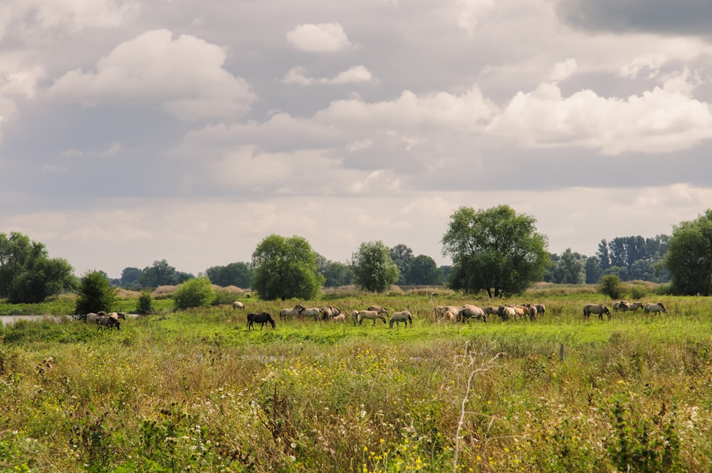 green grass field under white clouds during daytime