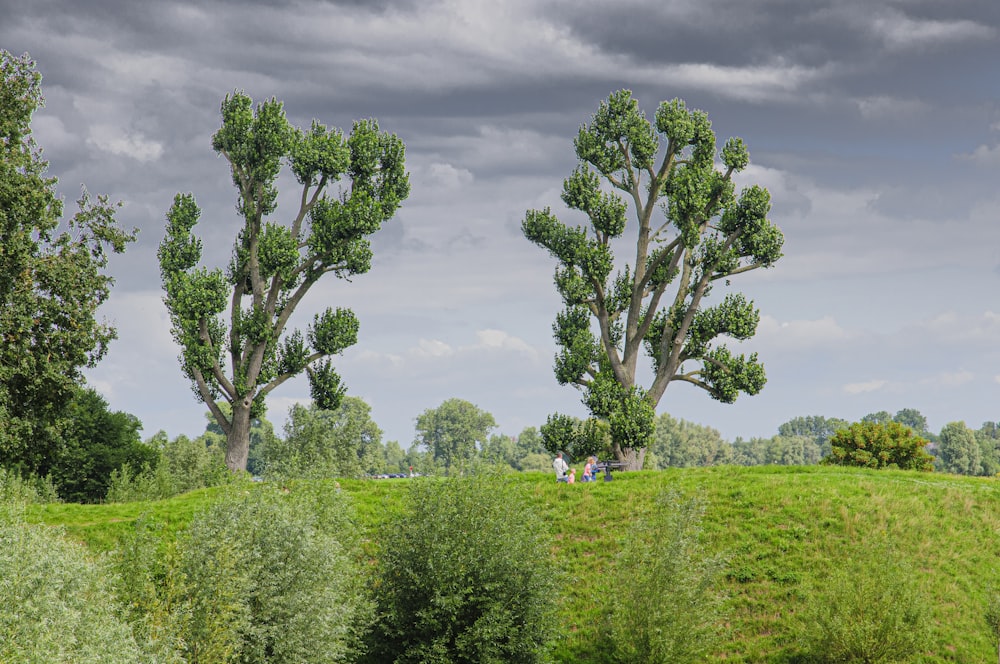 green trees on green grass field under white clouds during daytime