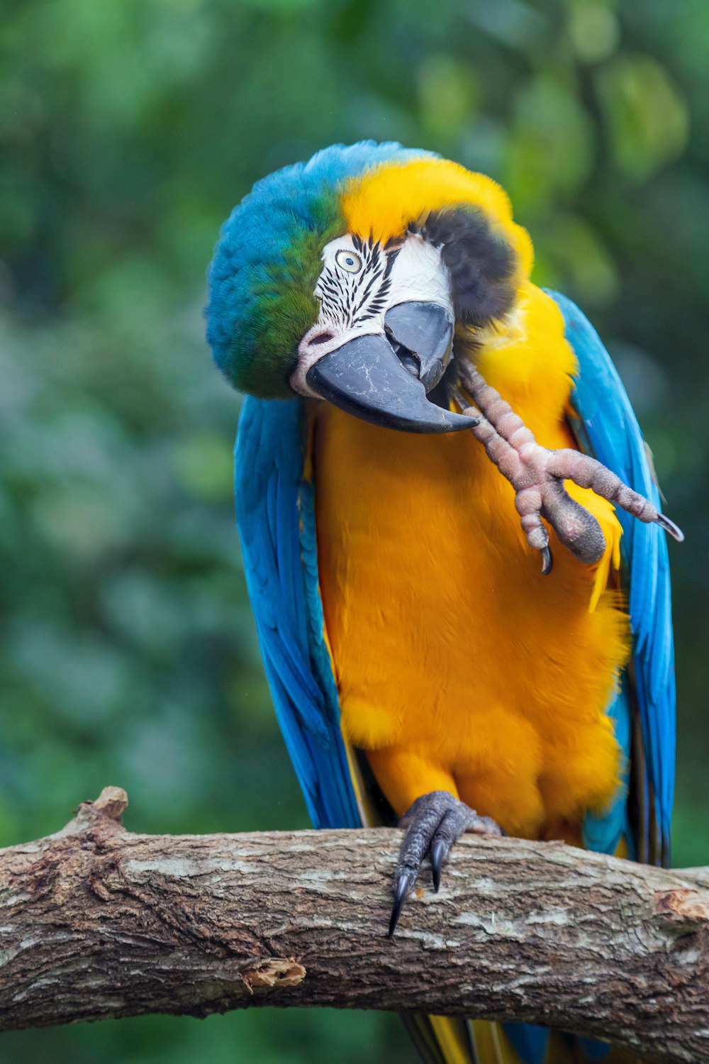 pappagallo blu, giallo e verde