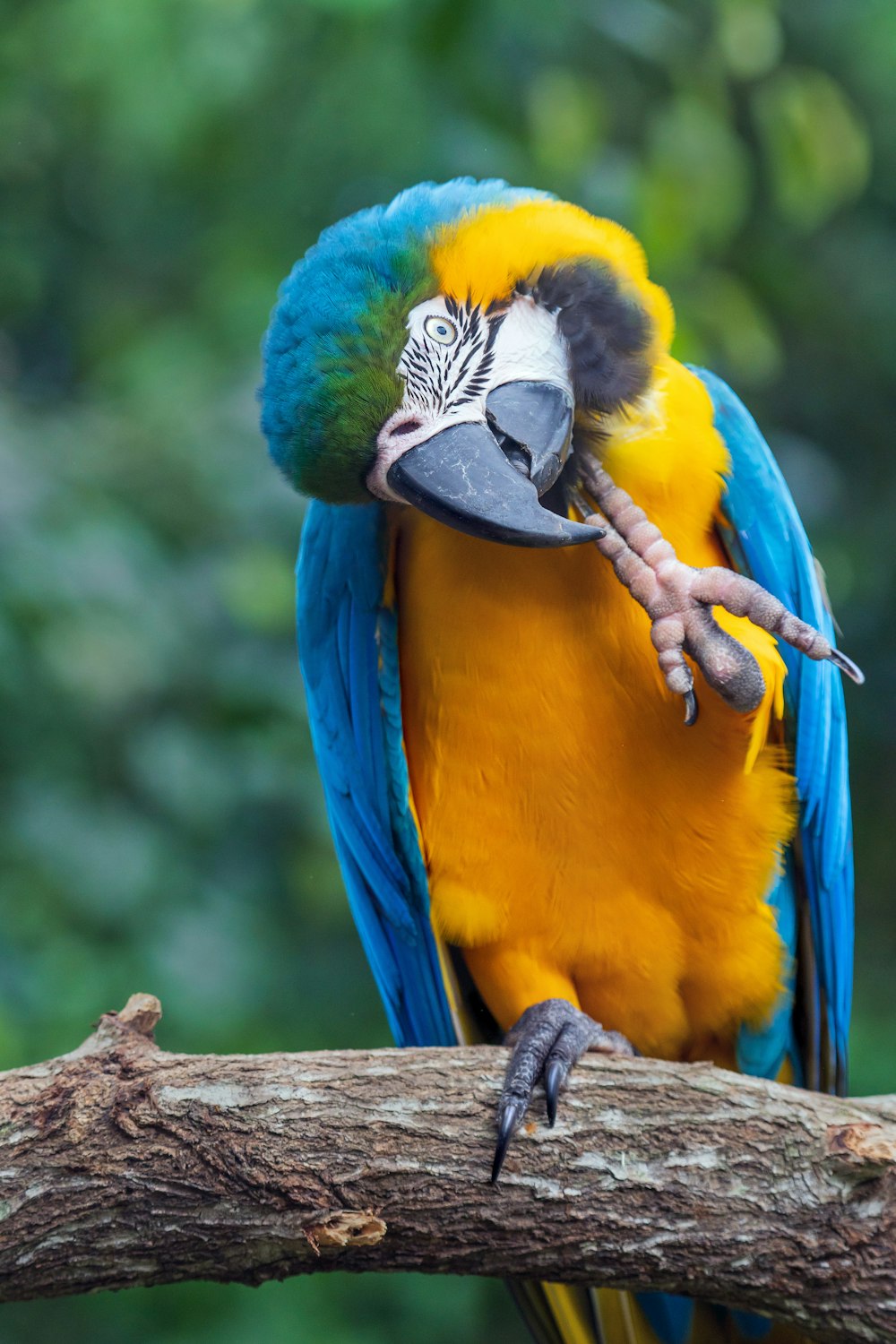 Loro azul, amarillo y verde