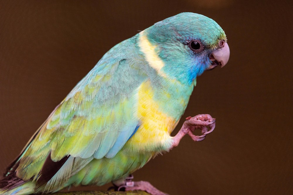 green yellow and blue bird on brown branch