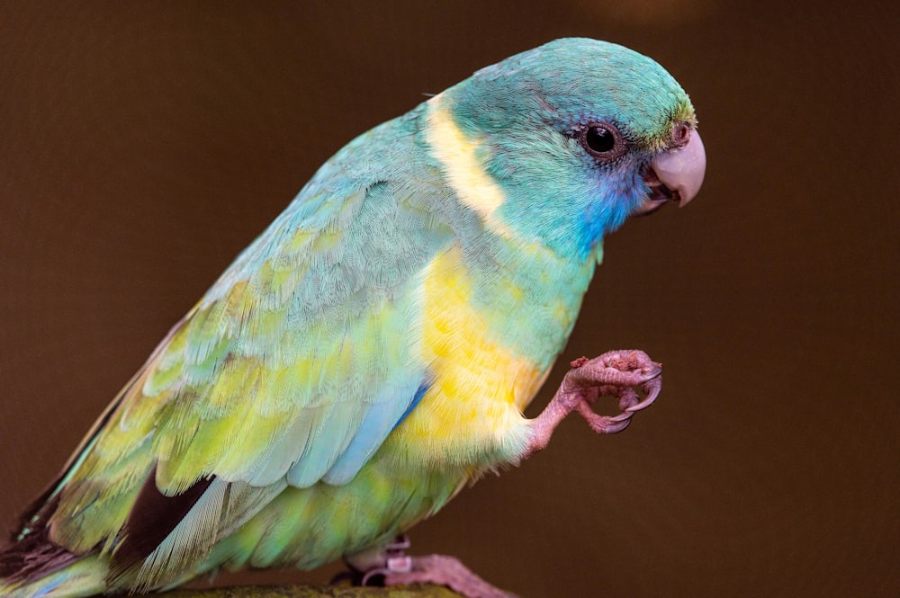 grüngelber und blauer Vogel auf braunem Zweig