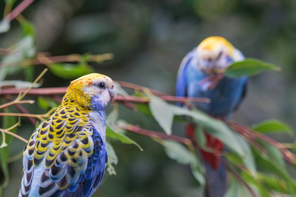 나뭇가지에 파란색 노란색과 흰색 새