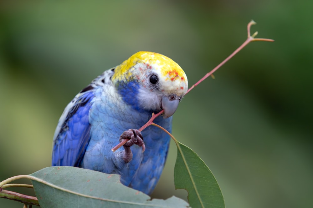 blue yellow and white bird on green leaf