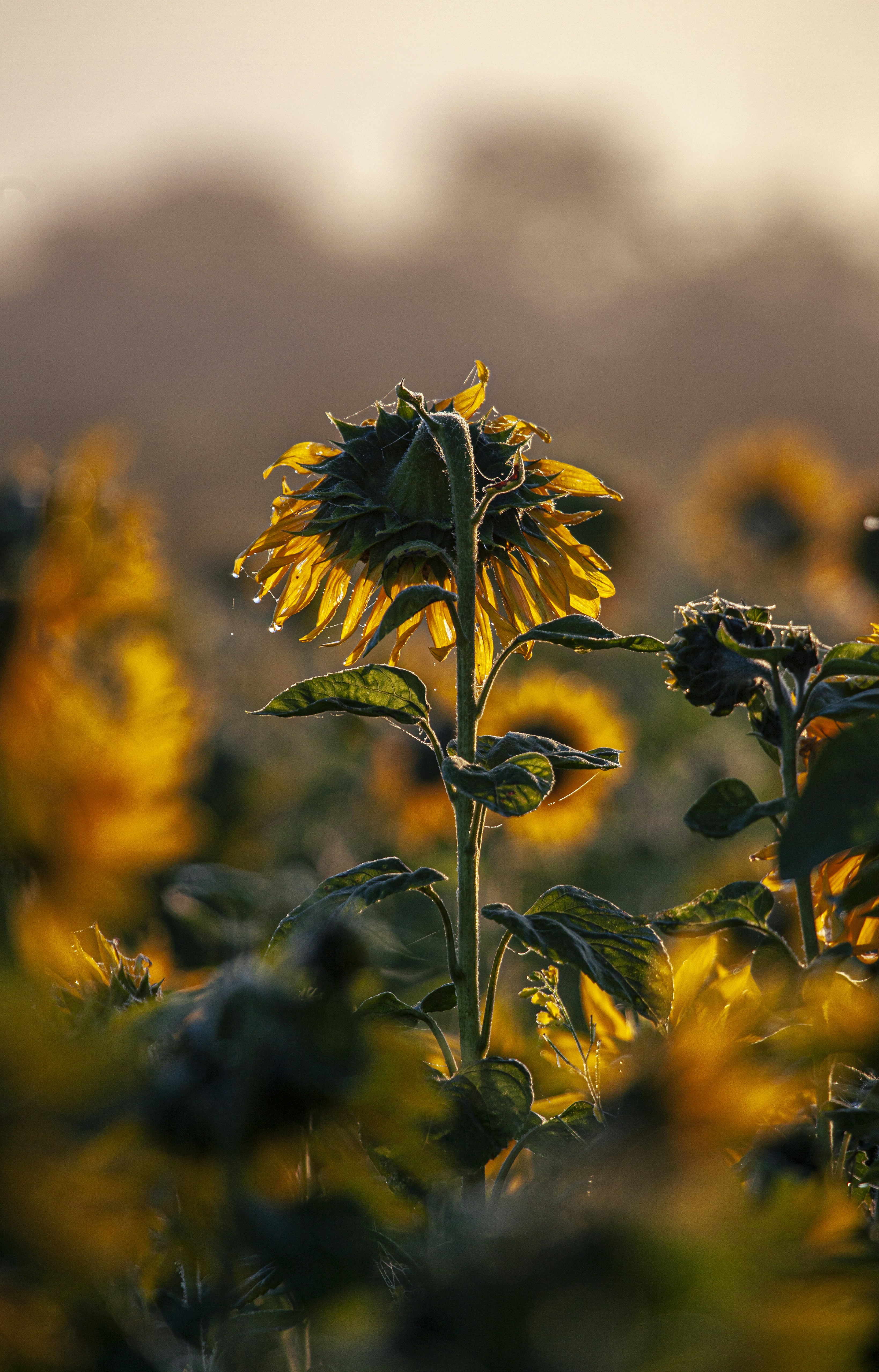 Photo by toft_pilgaard