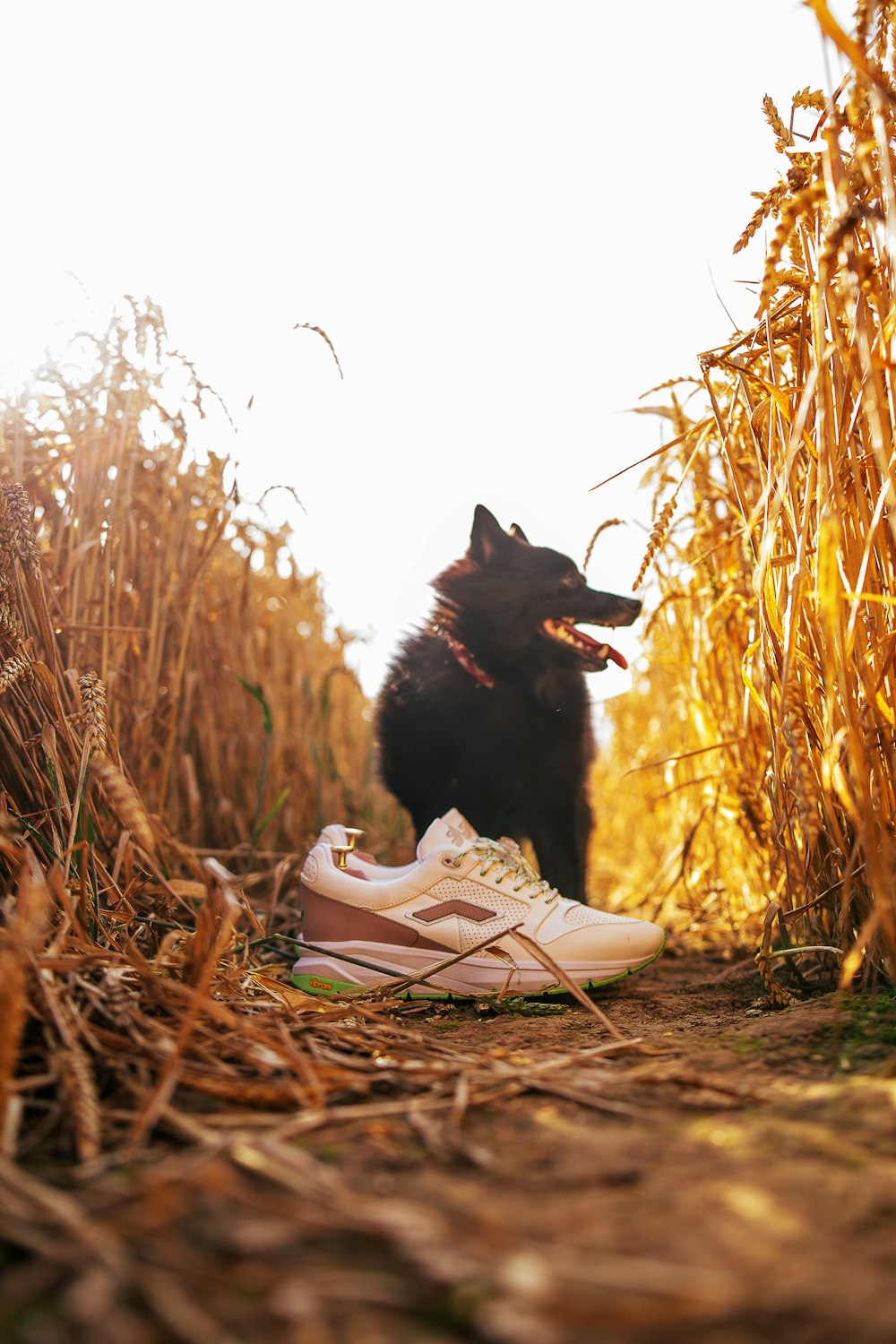 black cat on brown grass during daytime