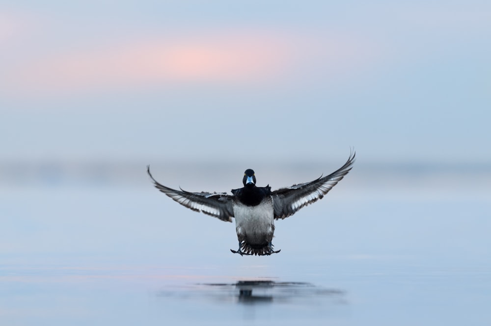 black and white bird flying over the sea during daytime