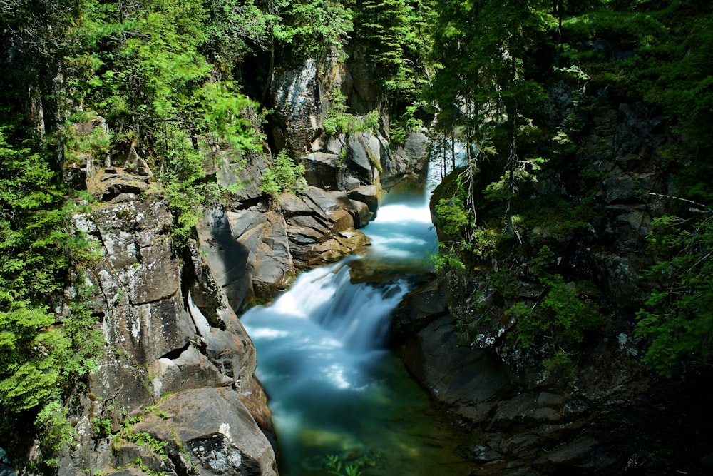 river between green trees during daytime