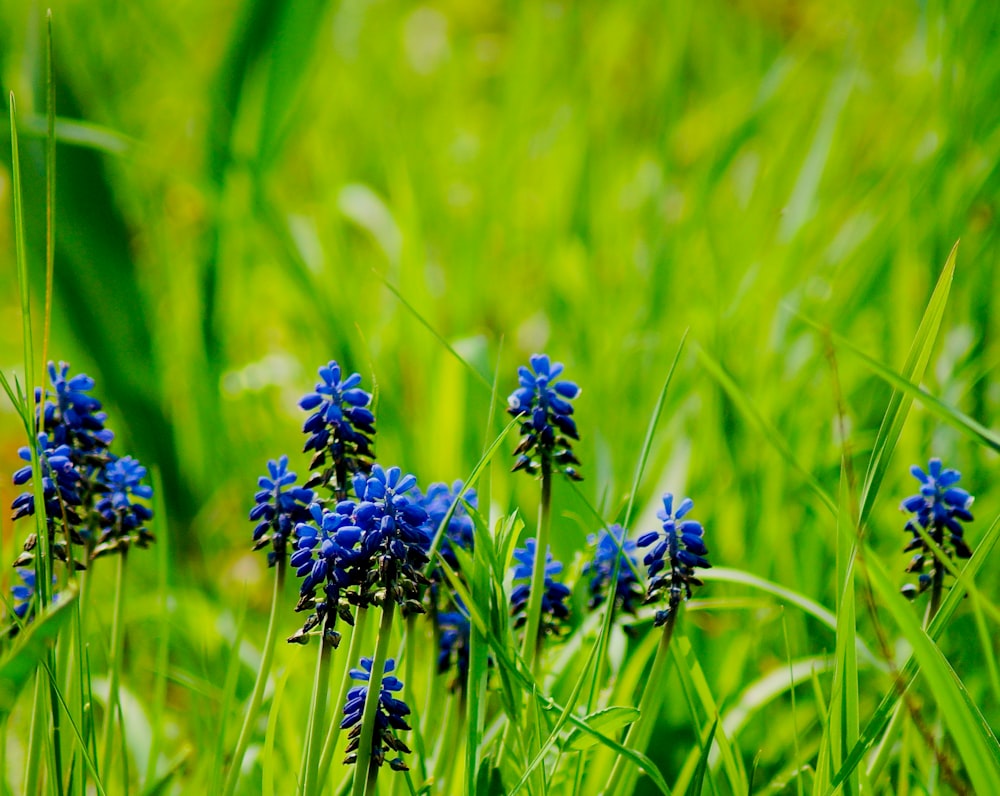 昼間の緑の芝生に咲く青い花