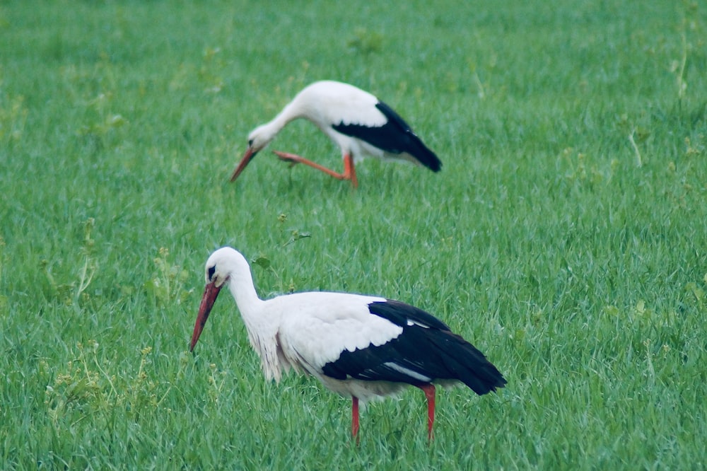 white stork on green grass field during daytime