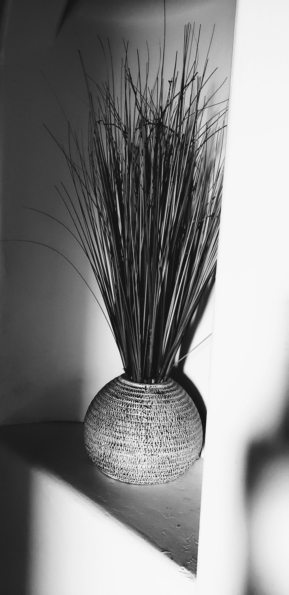 black and white plant on black and white round vase
