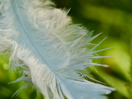white feather in close up photography