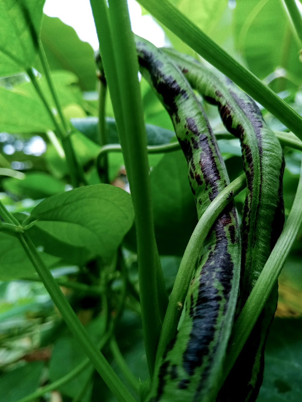 black and green snake on green plant