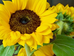 A vibrant sunflower with bright yellow petals and a dark brown center. The flower appears fresh with a green stem and leaves visible in the background.