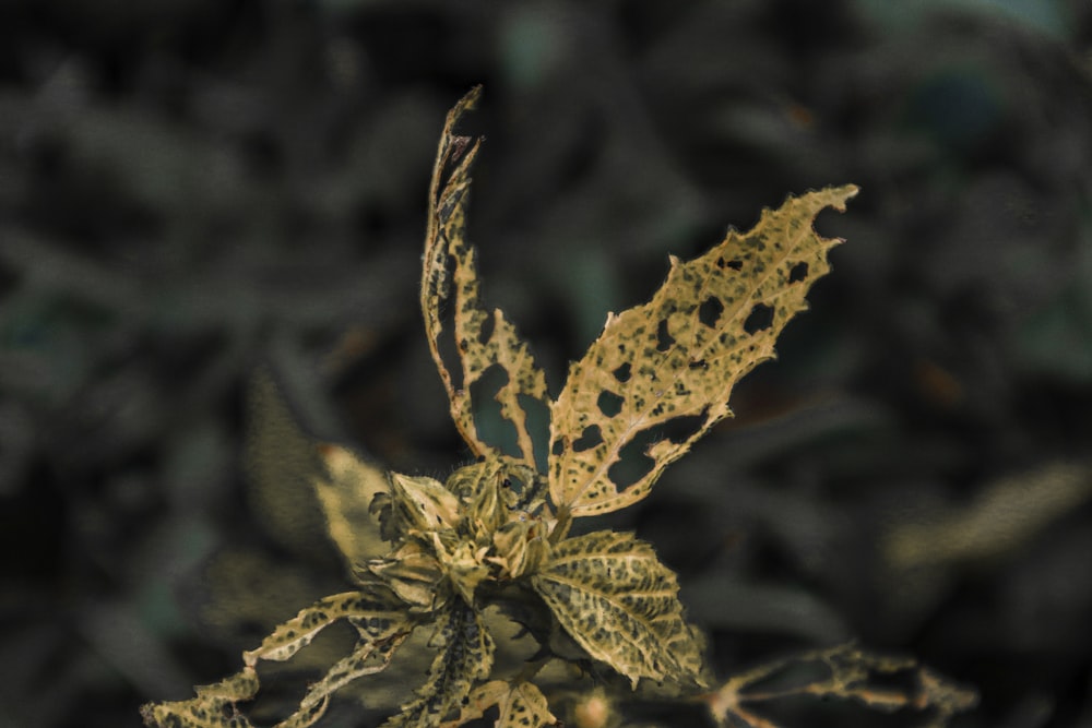 brown dried leaf in tilt shift lens